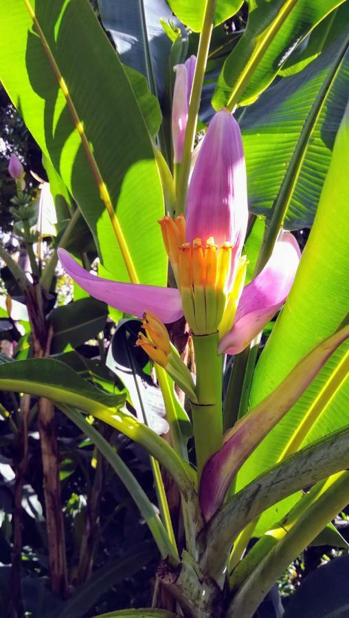 Ferienwohnung Cote Caraibes Bouillante Exterior foto