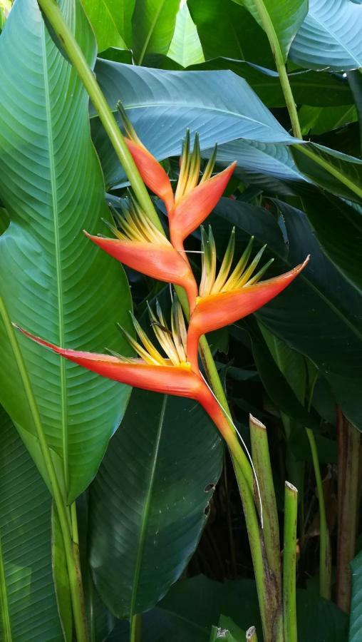 Ferienwohnung Cote Caraibes Bouillante Exterior foto